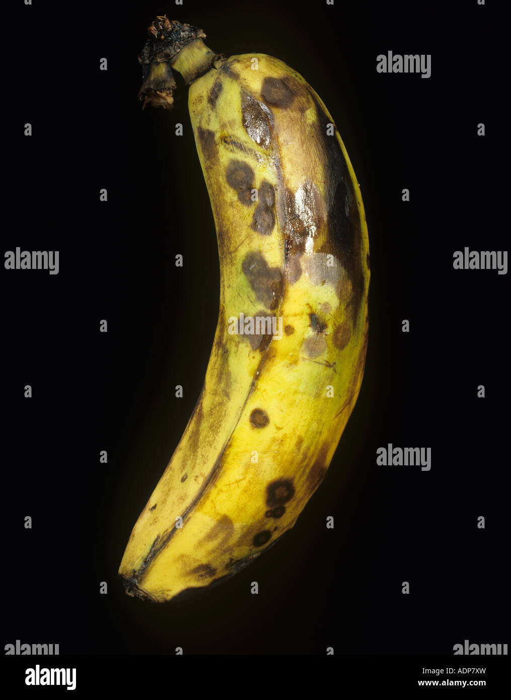 Anthraknose Colletotrichum Musen eine Speicherkrankheit an reife Banane Frucht Kolumbien Stockfoto