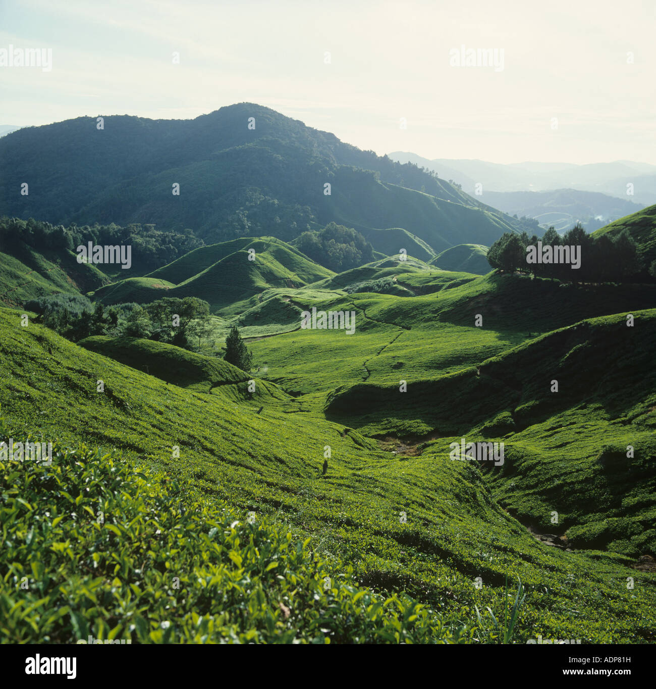 Teeplantagen in den Cameron Highlands von Malaysia beleuchtet vom Licht des frühen Morgens Stockfoto