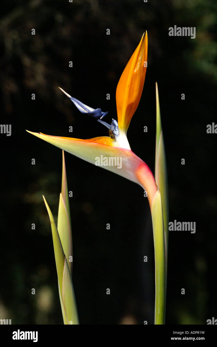 Strelitzia Blume (Strelitzia Reginae) Stockfoto