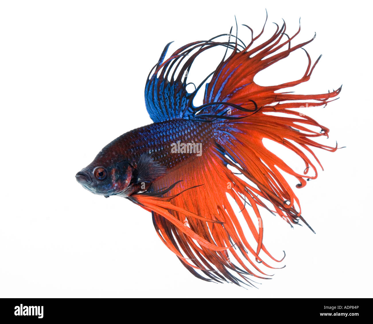Rote und blaue Krone Betta Fische mit einem weißen Hintergrund aus der zugewandten Seite links Stockfoto