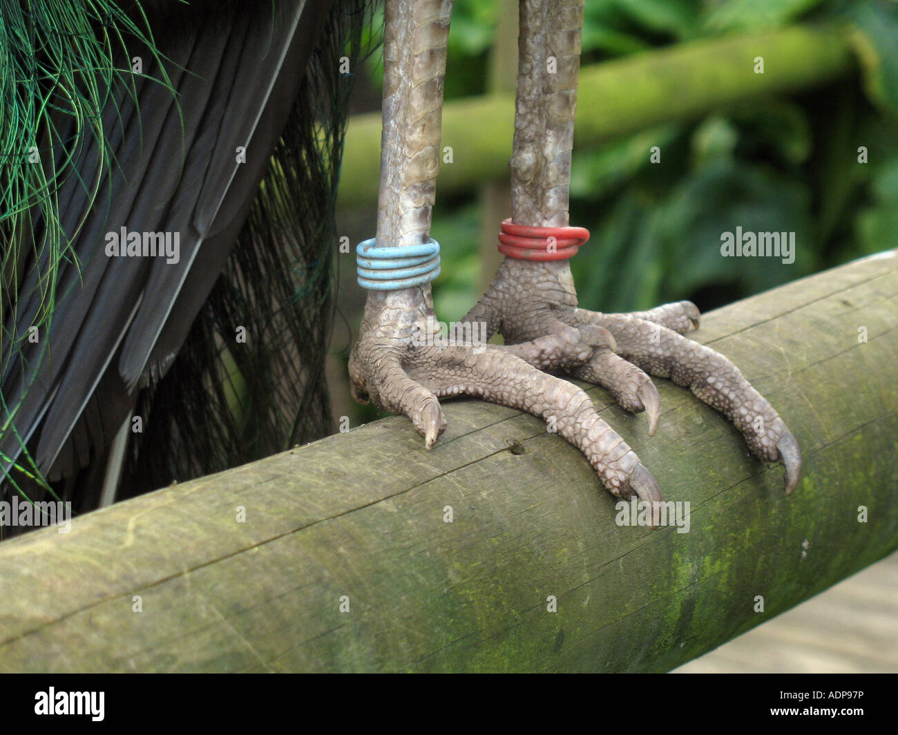 Pfau-Füße Stockfoto