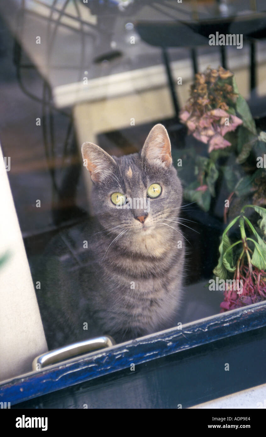 Katze hinter einem Fenster Stockfoto