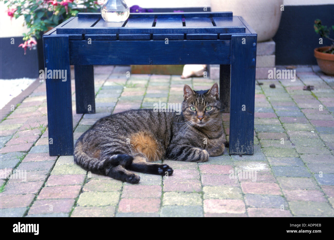 Tabby Katze im Garten unter einem Tisch liegend Stockfoto