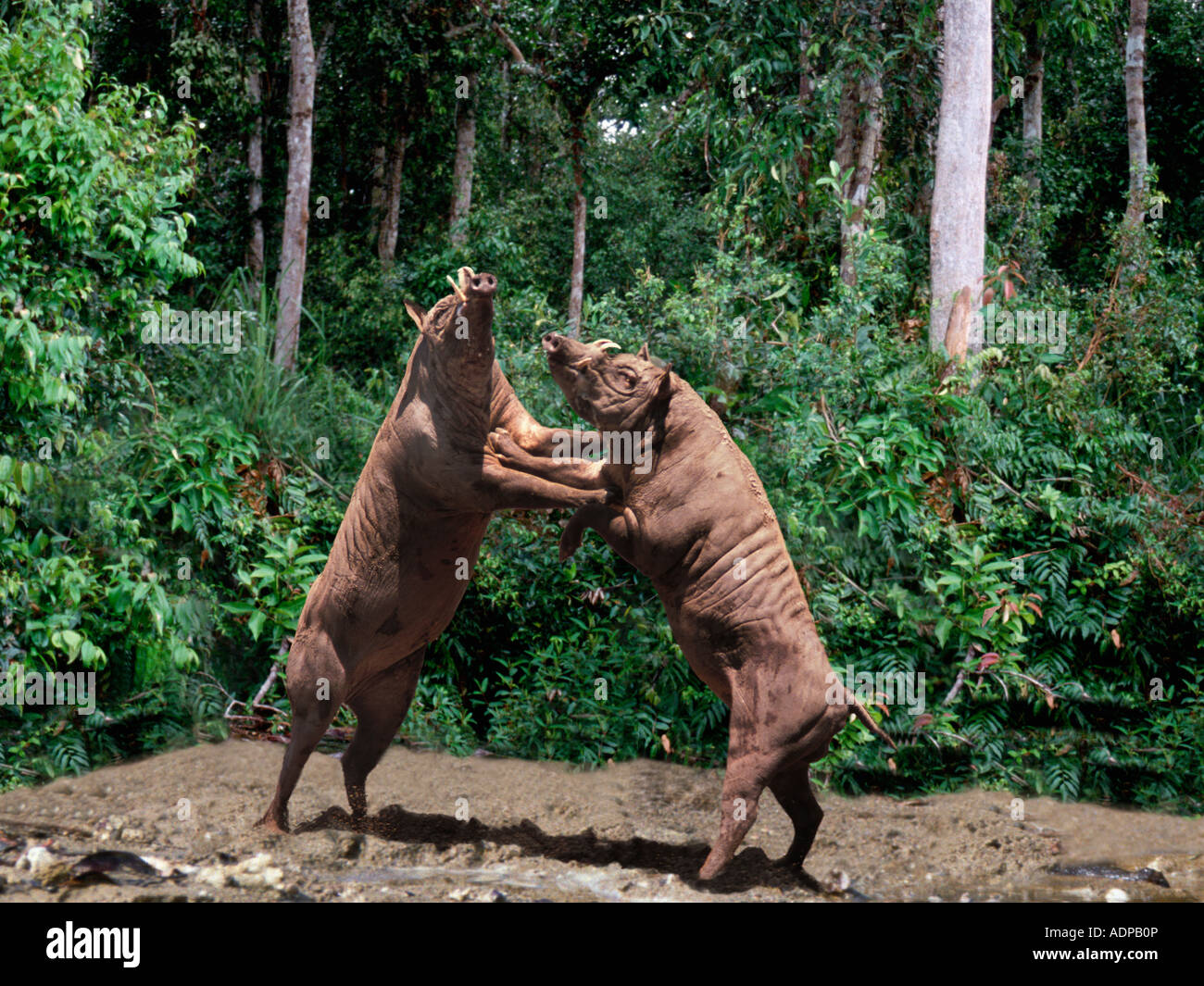 Babiroussa (Babyrousa Babyrussa) Männchen kämpfen Stockfoto