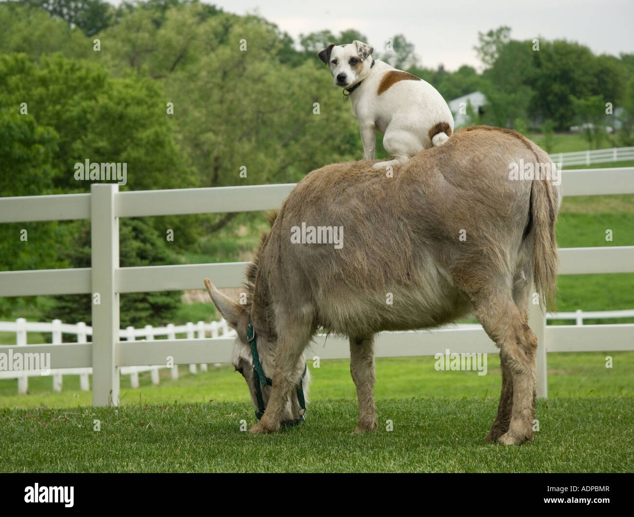 Jack Russel Terrior Hund, Reiten auf dem Rücken eines Esels Stockfoto