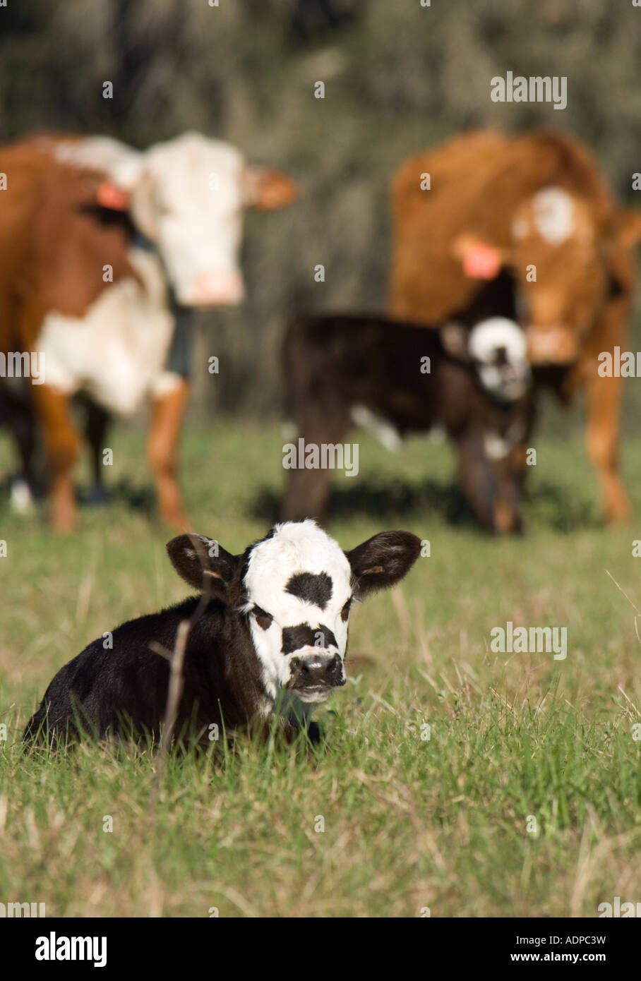Kommerzielle Rinder mit Kälbern auf der Weide Stockfoto