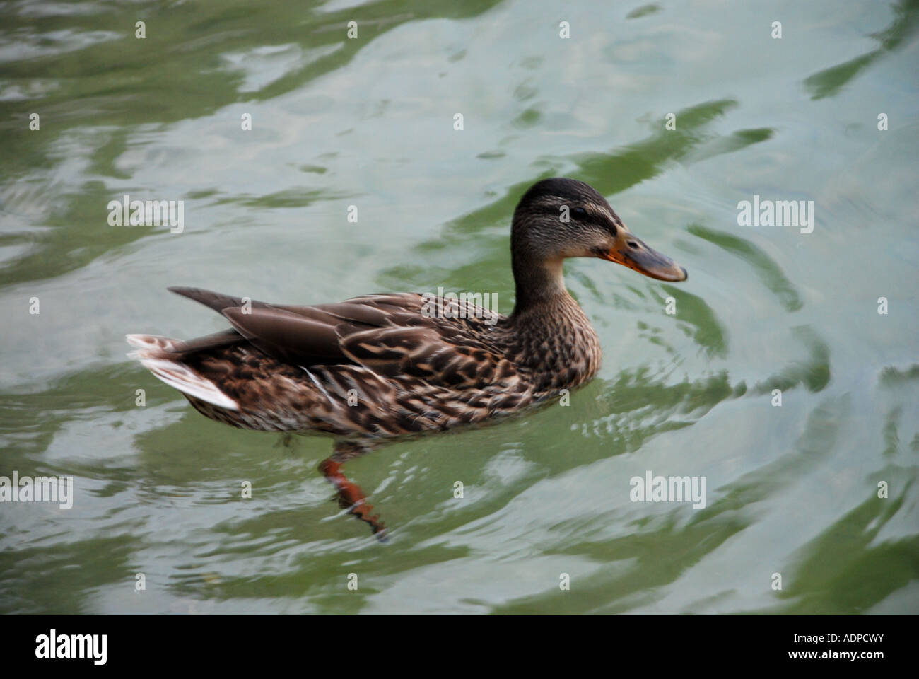 Ente Stockfoto