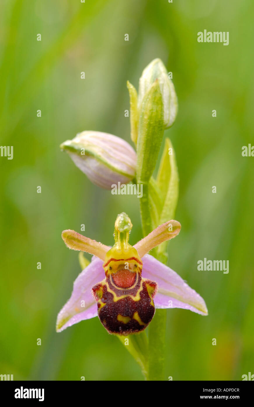 Biene Orchidee Ophrys Apifera Stockfoto