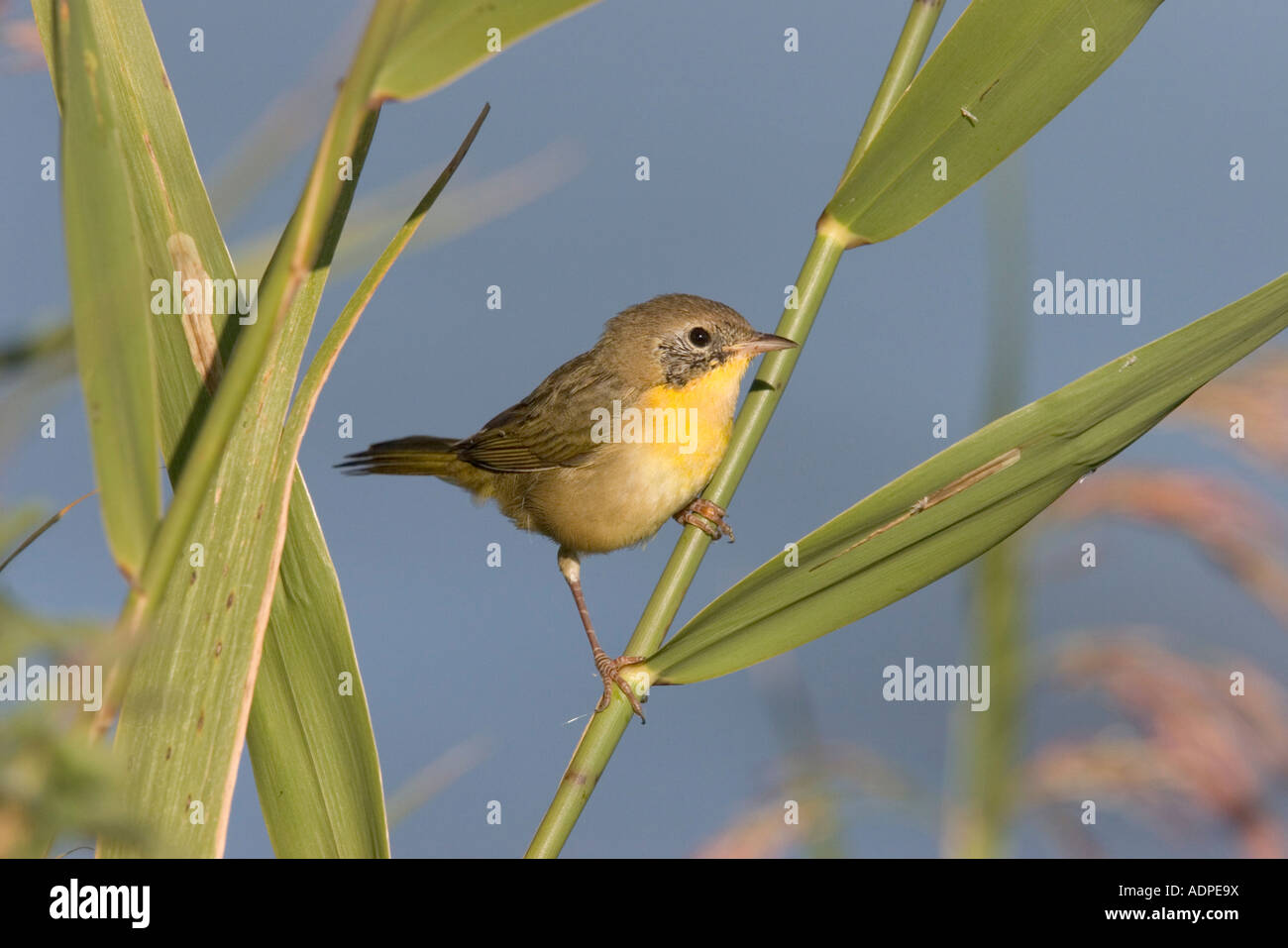 Gemeinsamen Yellowthroat Geothlypis Trichas Eiche Hängematte Marsh Manitoba Kanada 19 August Stockfoto