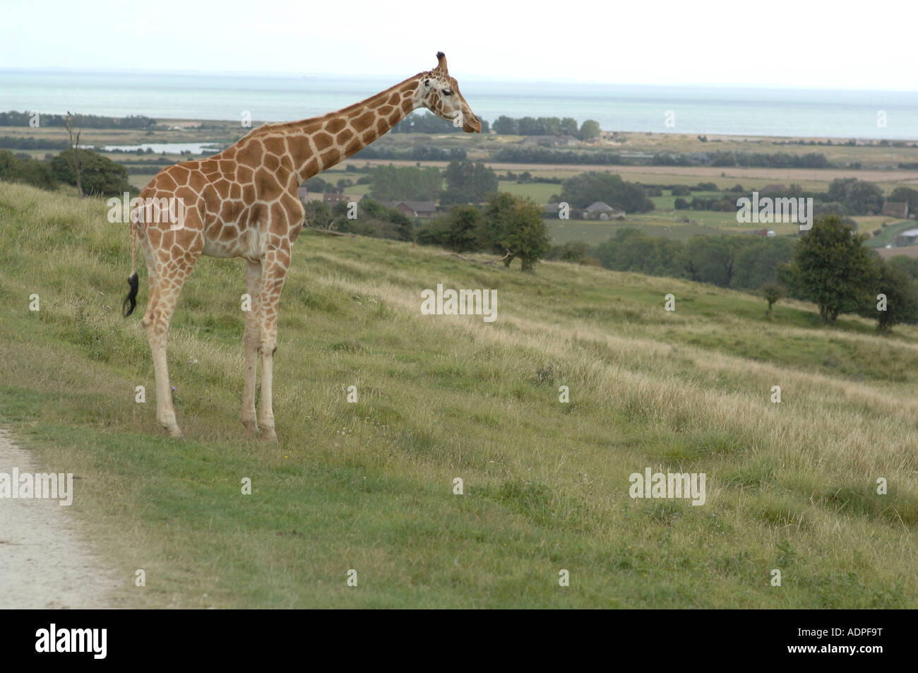 Giraffe im Port Lympne wild Animal Park, Kent, England Stockfoto