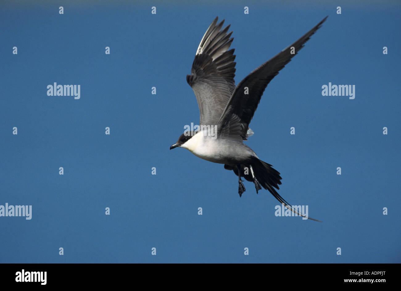 Long-tailed Jaeger Stercorarius Longicaudus Erwachsenen im Flug Gednjehogda Norwegen Juni 2001 Stockfoto