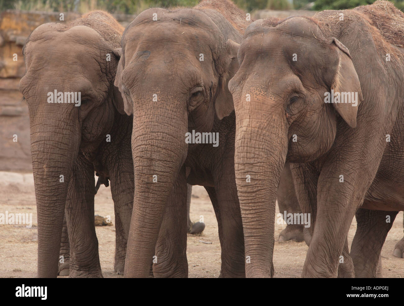 Eine kleine Gruppe von Elefanten im Zoo von chester Stockfoto