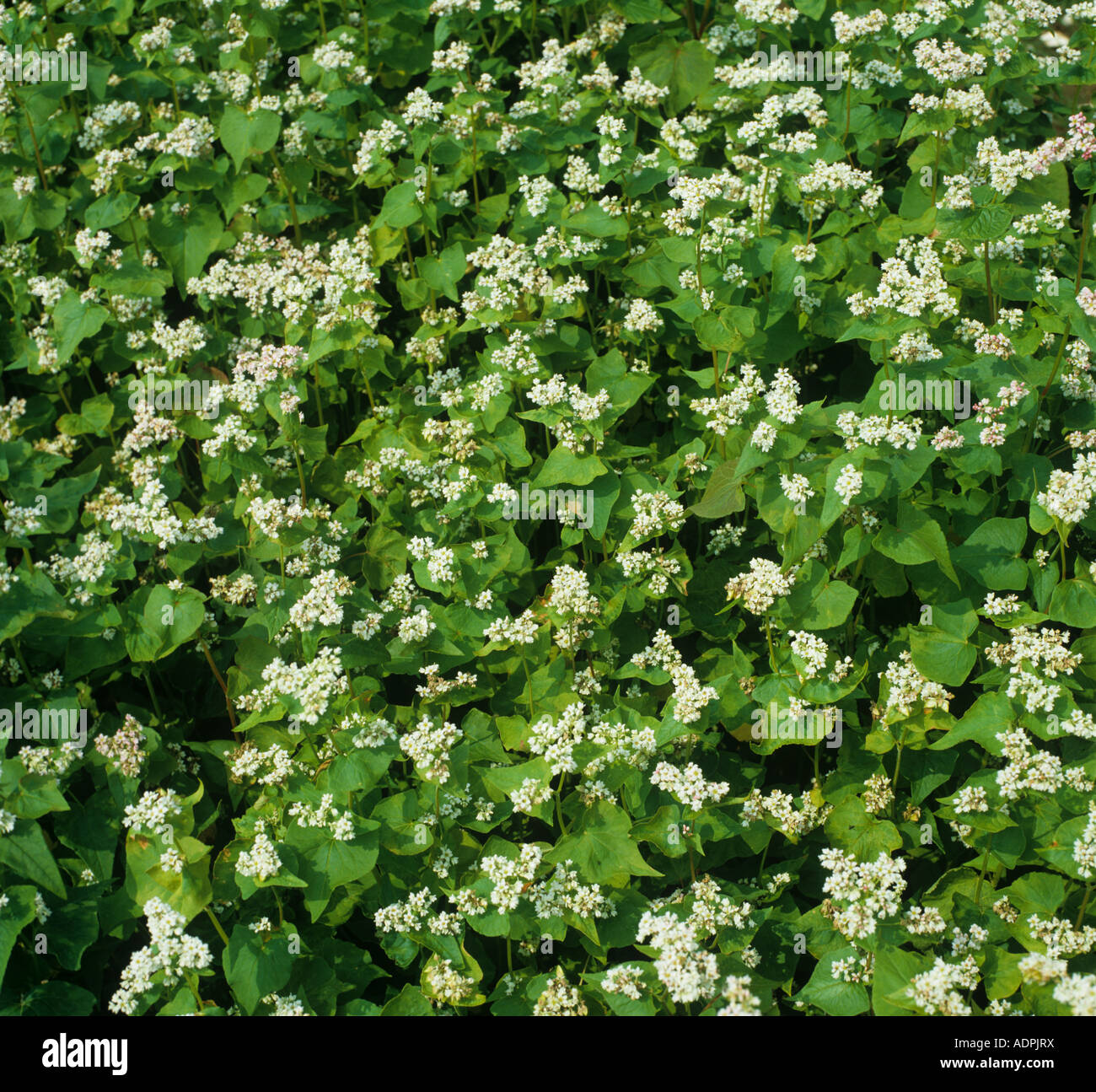 Blühenden Buchweizen Fagopyrum Esculentum ein Subsitute Getreideernte Stockfoto