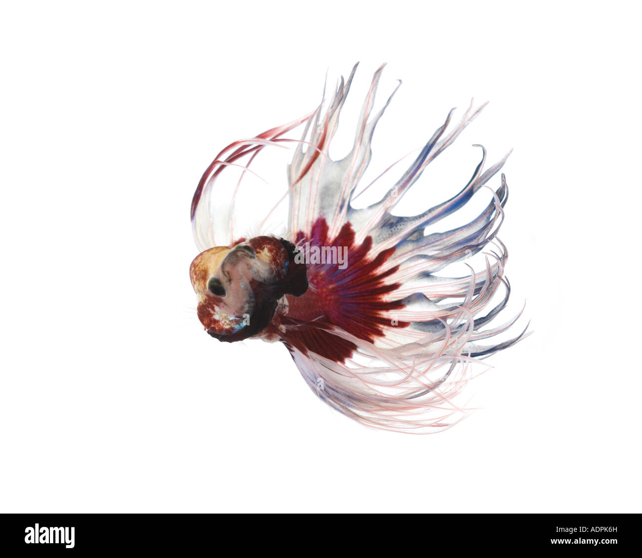 Rote und weiße Krone Betta Fische mit einem weißen Hintergrund drehen, drehen nach vorne Stockfoto