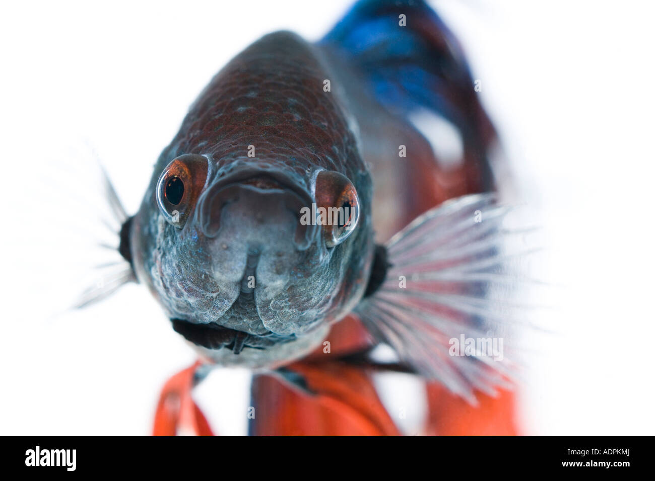 Nahaufnahme von blauen und roten Betta Fische mit weißem Hintergrund Stockfoto