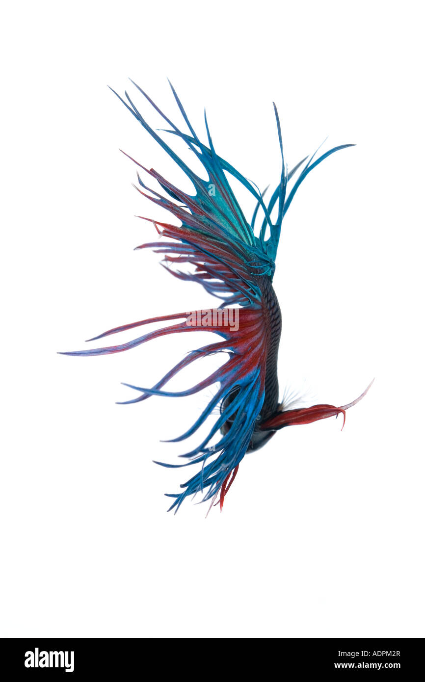 Türkis und rot Krone Betta Fische anzeigen aufwendige fin Detail und fließenden Heck von hinten mit einem weißen Hintergrund Stockfoto