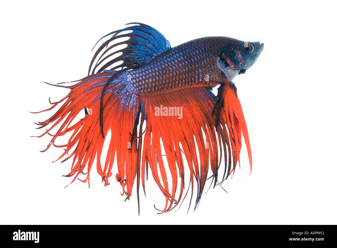 Rote und blaue Krone Betta Fische mit einem weißen Hintergrund von der Seite Stockfoto