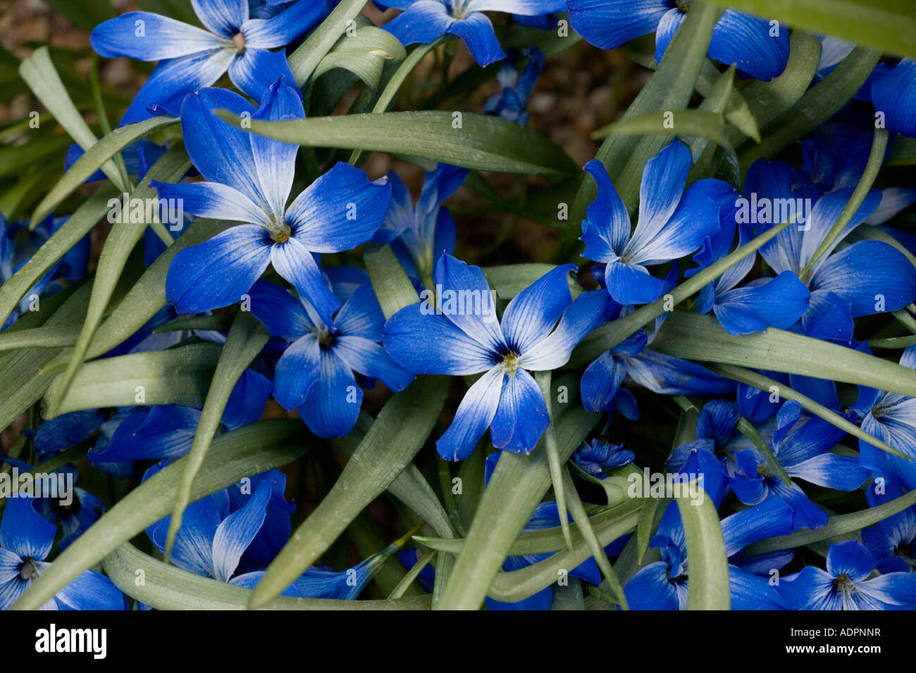 Chilenischer blauer Krokus (Tecophilaea cyanocrocus) aus der Nähe, aus den hohen Anden, Südamerika Stockfoto