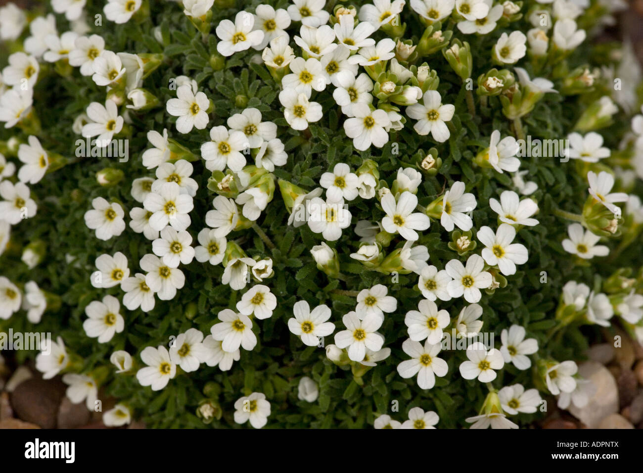 Pyrenäenfelsen Jasmin, Androsacpyrenaica, Pyrenäen Stockfoto