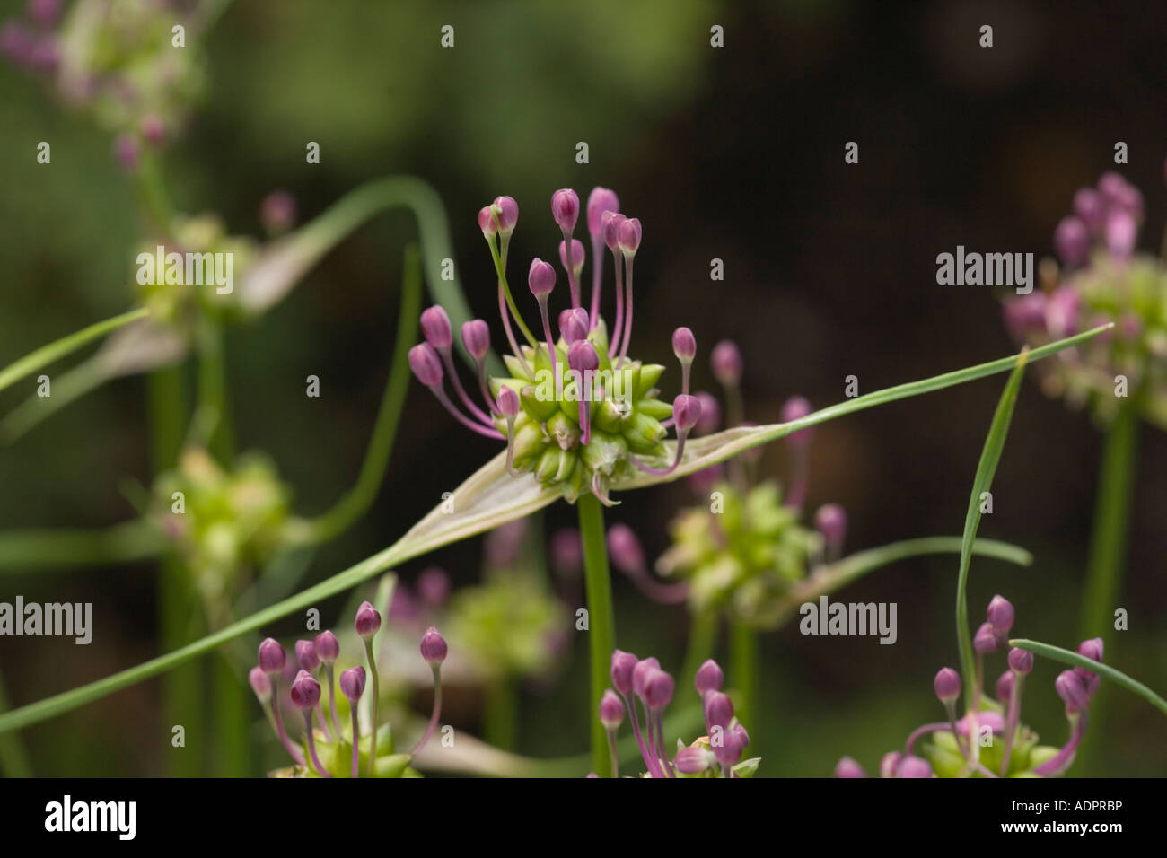 Feldknoblauchzehen, Allium oleraceum, ungewöhnlich in Großbritannien Stockfoto