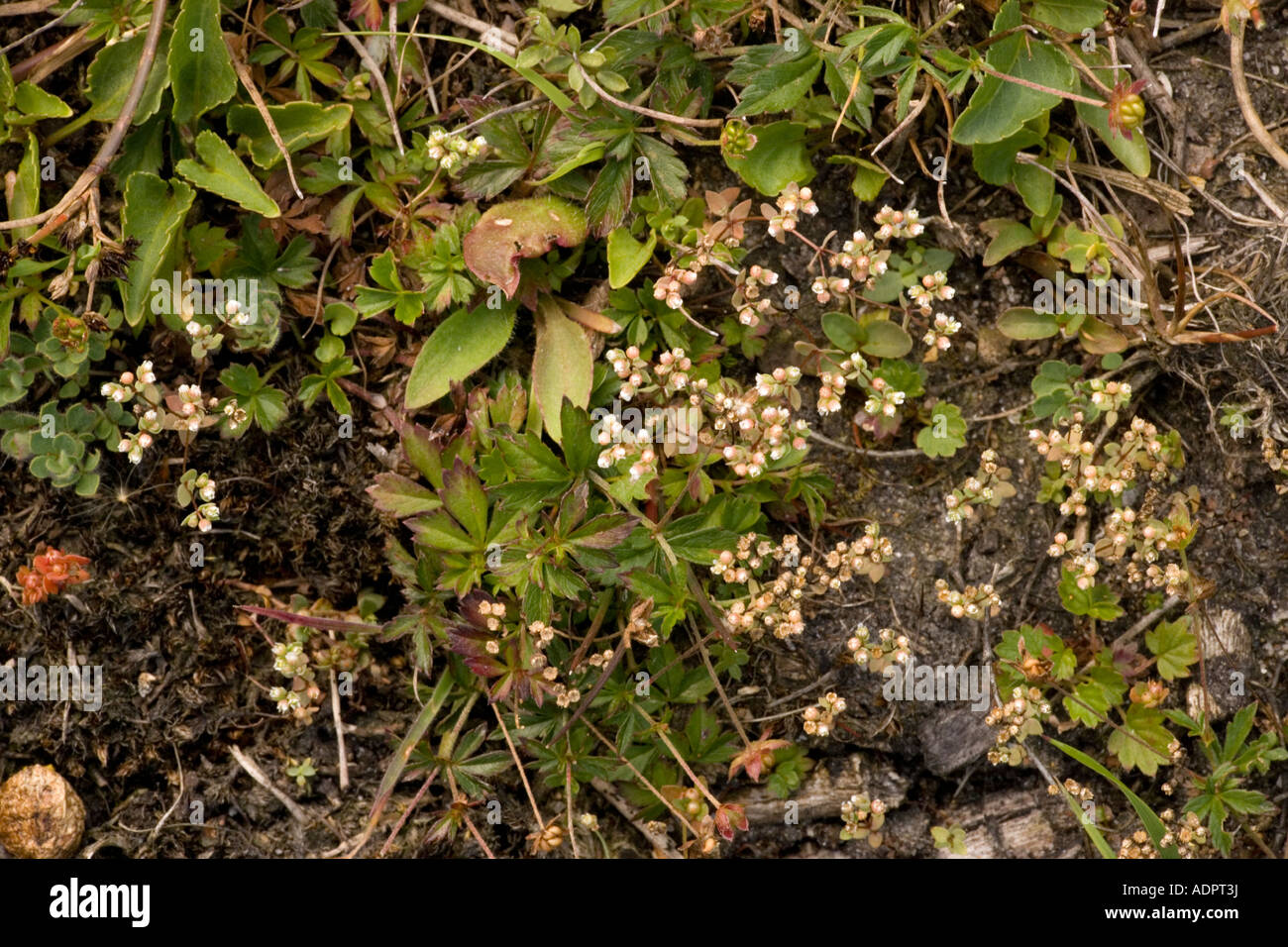 Allseed Radiola Linoides eine ungewöhnliche Pflanze der südlichen Heide Dorset Stockfoto