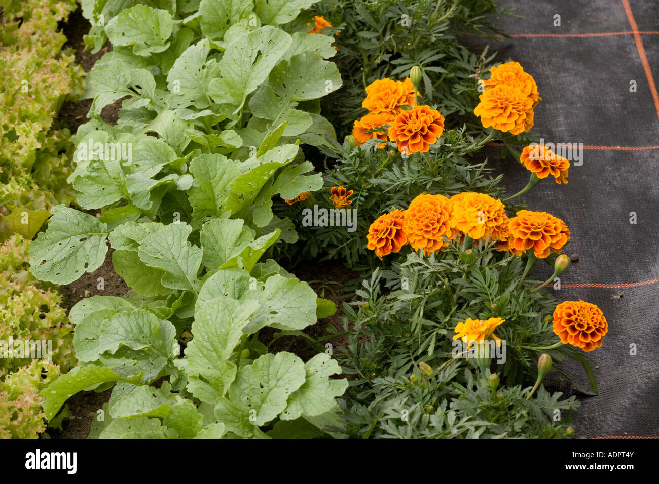 Mischkultur mit französischen Ringelblumen neben Rübe Sämlinge und Lollo Rossa Salat Bio-Gärtnerei Stockfoto
