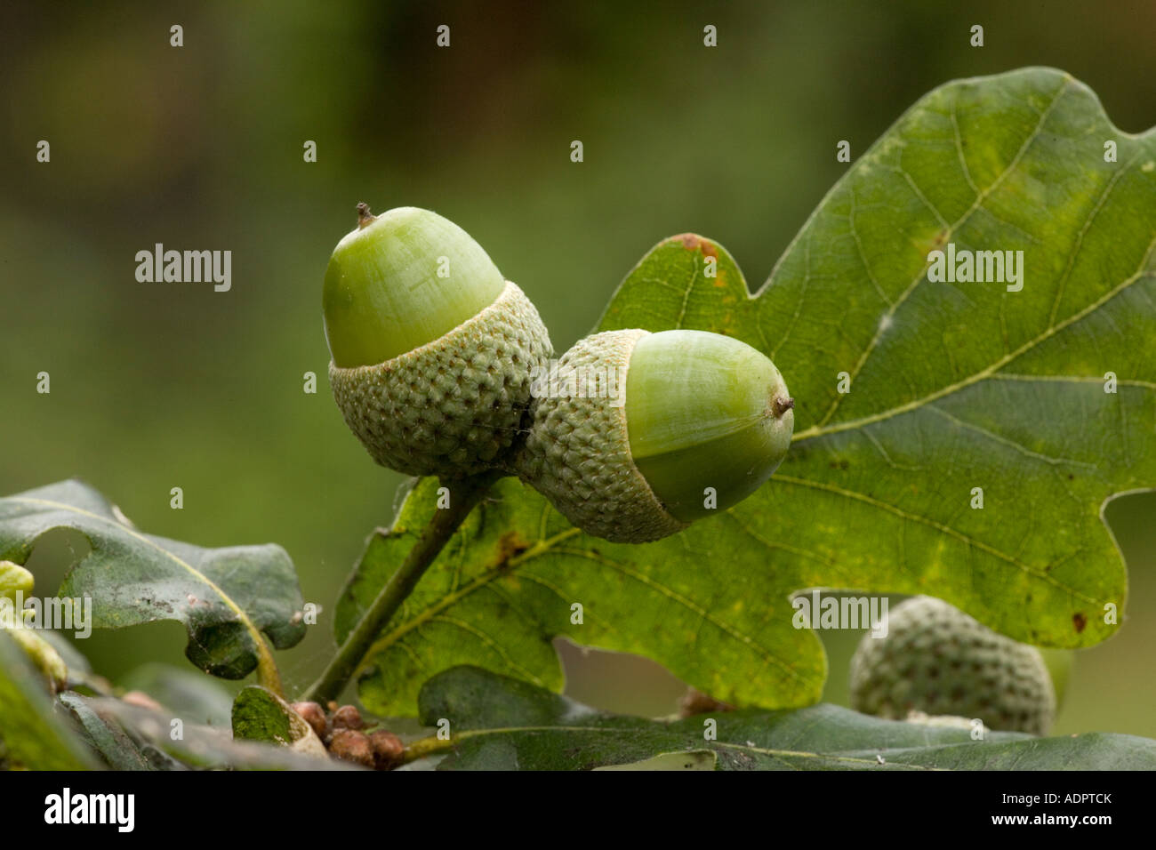 Eicheln der Stieleiche (Quercus Robur) close-up, Dorset, England, UK Stockfoto