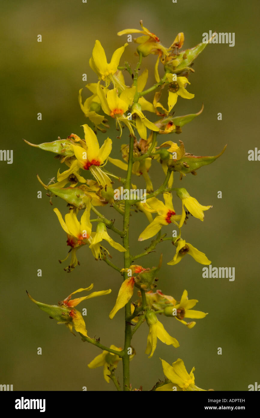 Goldenen regen Baum oder Pride of India, Stand paniculata Stockfoto