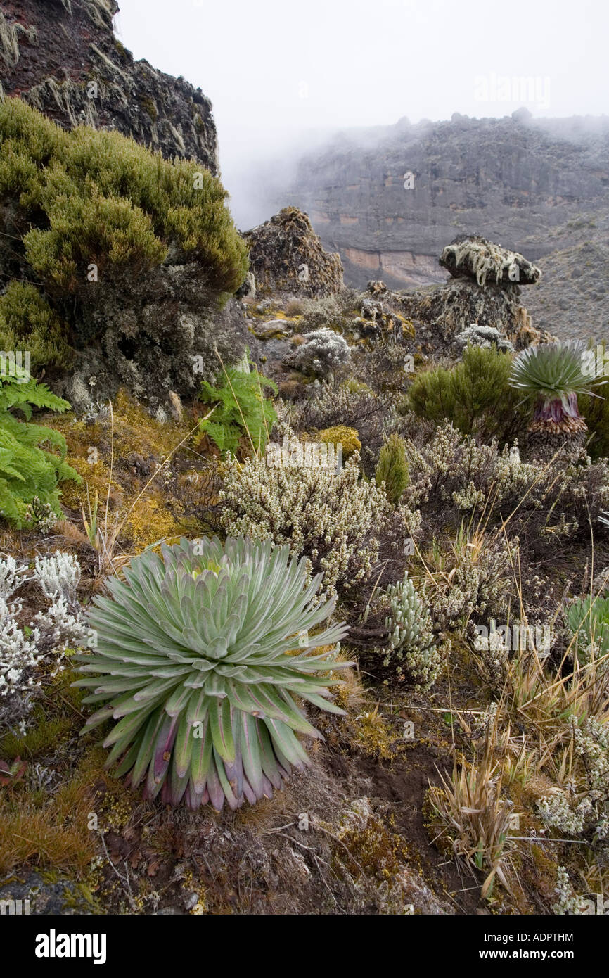 Afrika Tansania Kilimanjaro National Park Giant Lobelia Pflanze Stockfoto