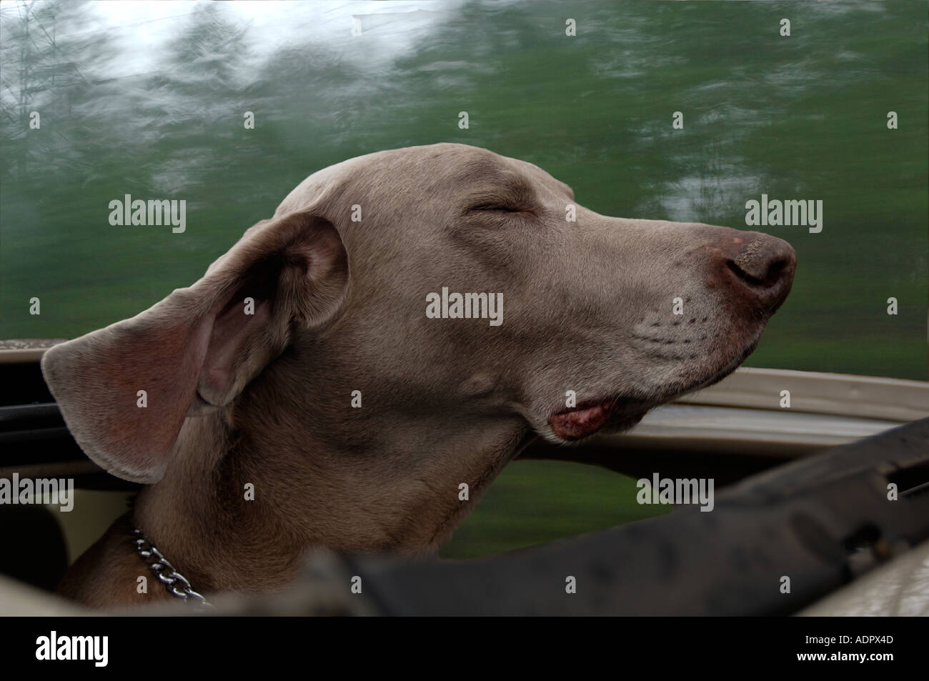 Wind Weht Hundeohren Stockfotos &amp; Wind Weht Hundeohren Bilder Alamy