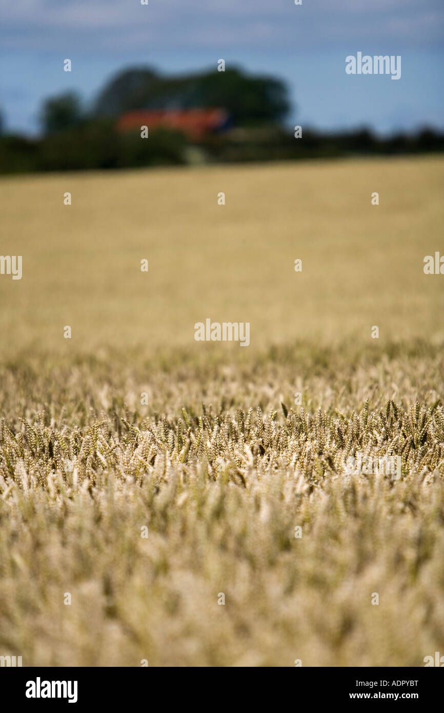 Feld von reifen goldenen Weizen bereit für die Ernte mit einem Sehr geringe Schärfentiefe und unfokussierter Hintergrund Stockfoto