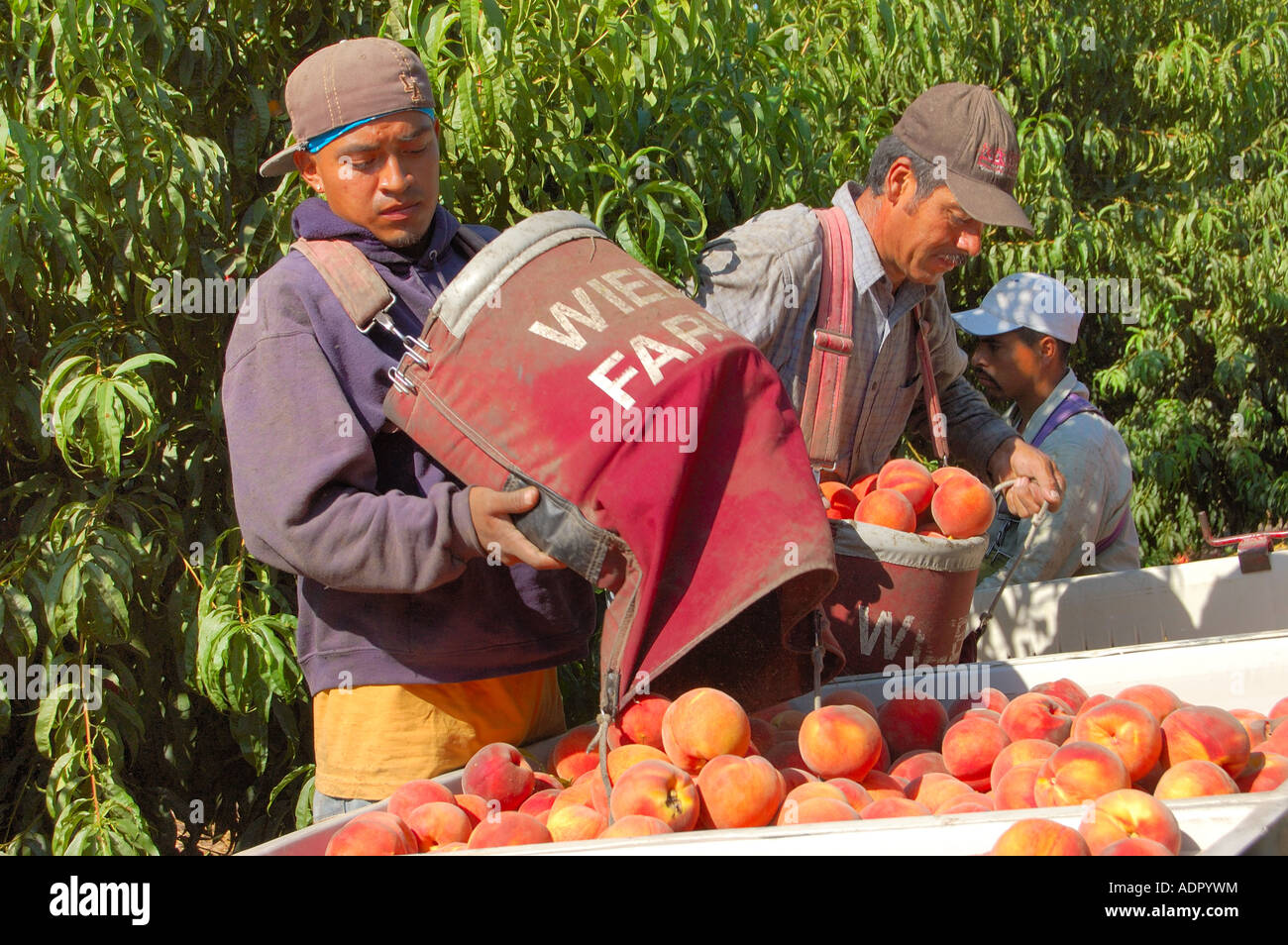 Bauernhof Arbeiter Ernte Pfirsiche Prunus Persica in einem Pfirsich-Obstgarten bei Reedley zentrale San Joaquin Valley in Kalifornien Stockfoto