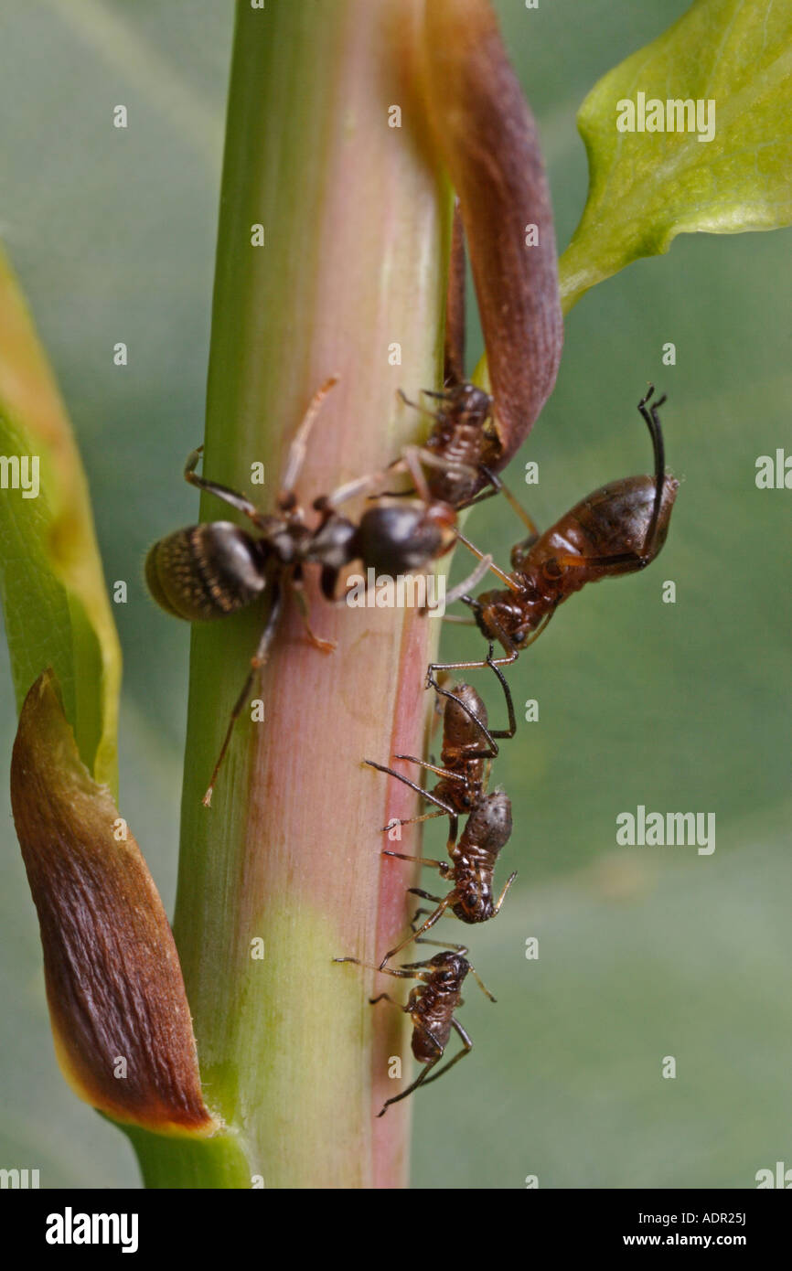 Ameise Melken Blattläuse. Diese sind manchmal Roboris Blattläuse, eine Spezies, die auf Eiche lebt. (Lasius Niger, schwarze Garten Ameise) Stockfoto
