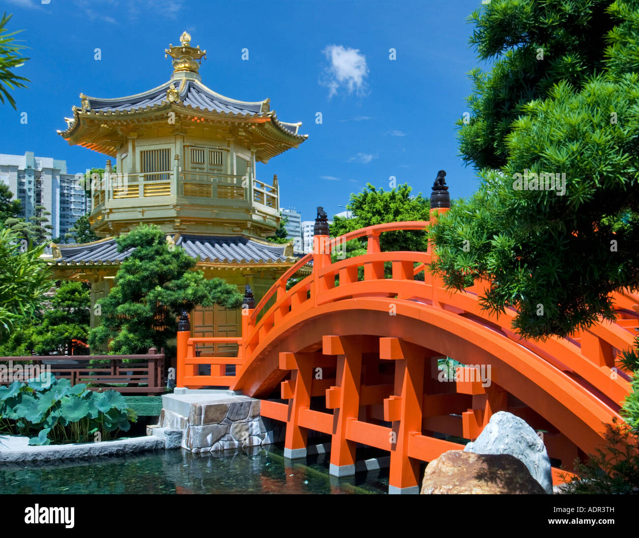 Goldener Pavillon und rote Brücke in Nan Lian Garden neben Chi Lin Nunnery Hong Kong Stockfoto