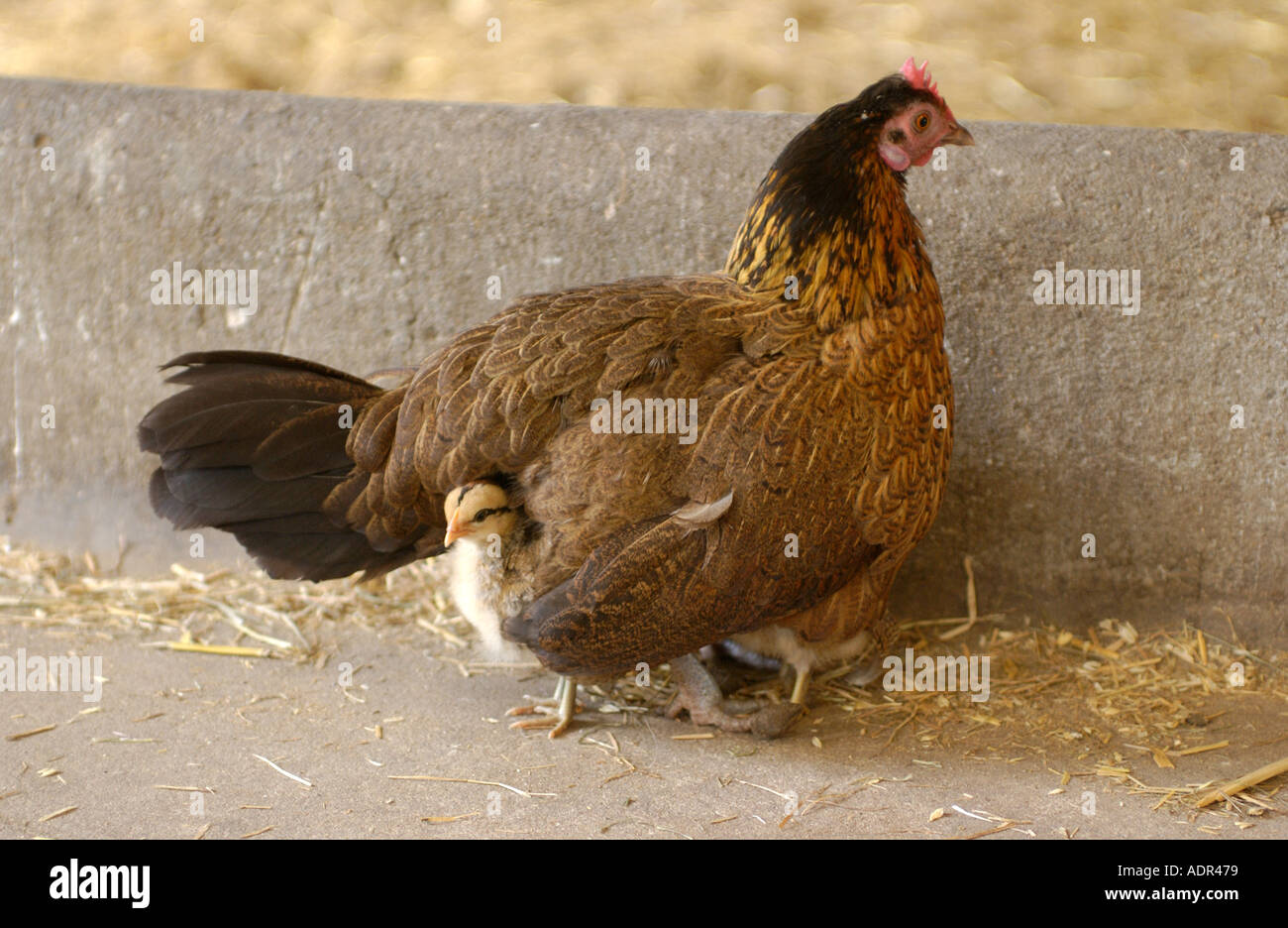 Huhn mit junges Huhn Stockfoto