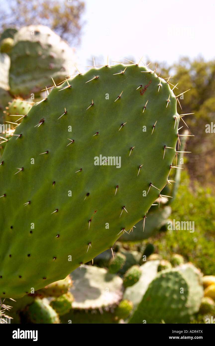 Prickly Pear Cactus Stockfoto