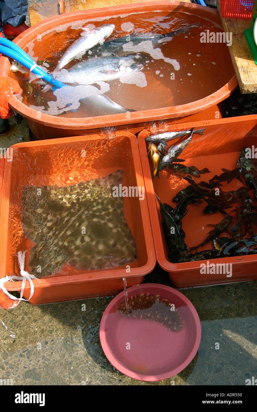 Live-Stachelrochen und sterbende Fische am Fischmarkt Dodong Ri Hafen Ulleungdo Südkorea Stockfoto