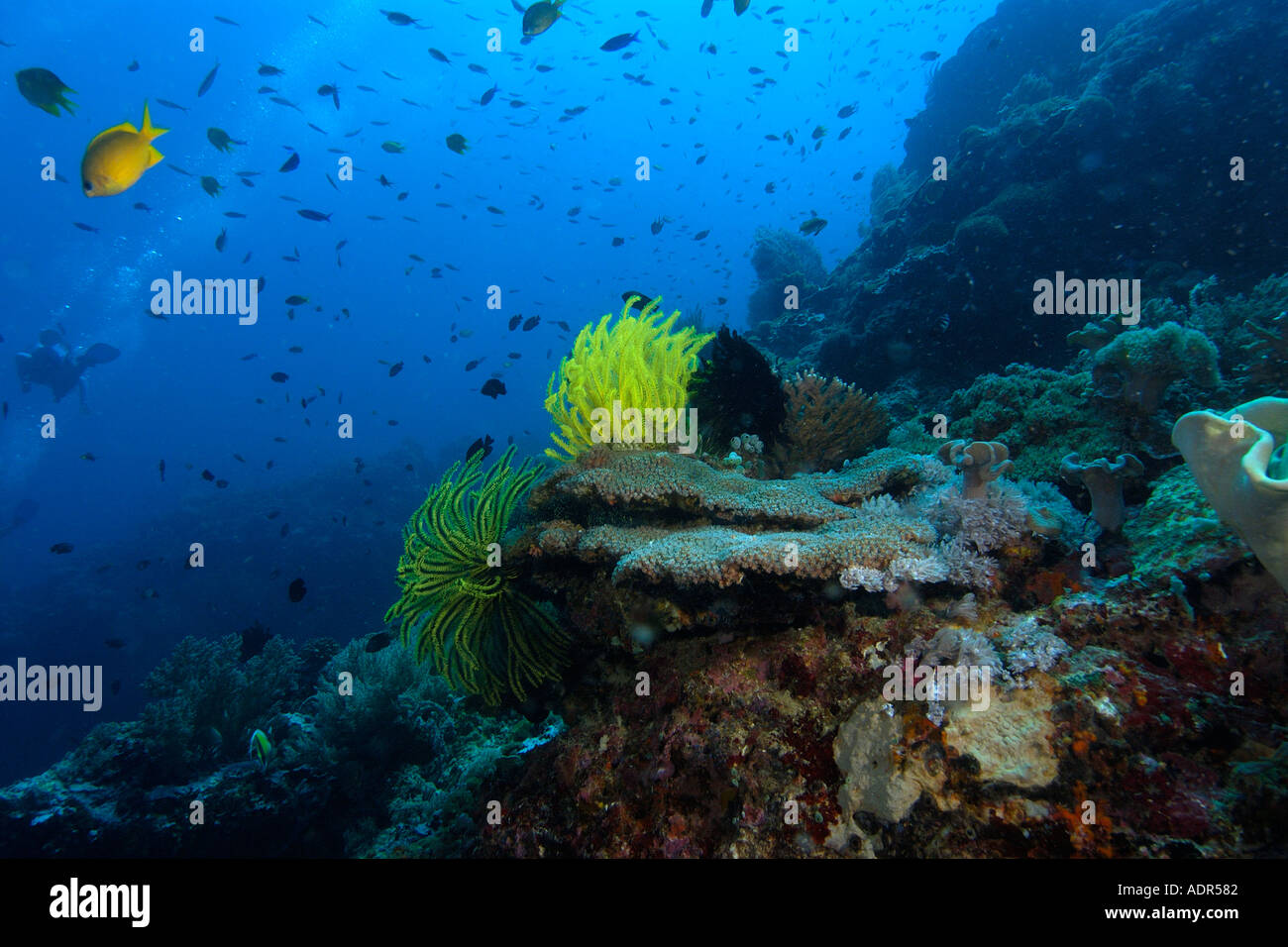 Hart- und Weichkorallen Feder Sterne und Hunderten von Fischen Kapelle Apo island Marine Reserve-Philippinen Stockfoto