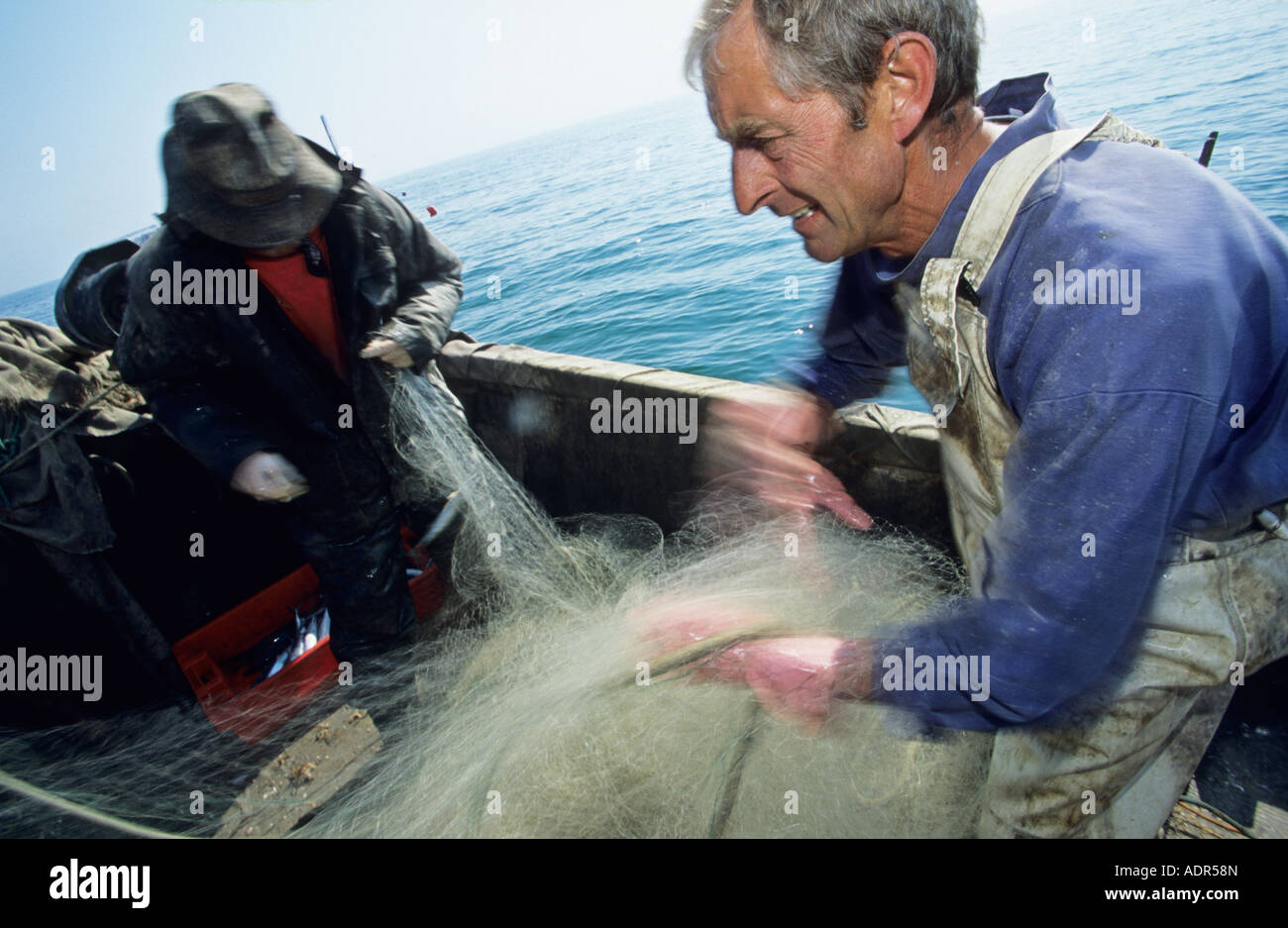 Makrele Scomber Scombrus Fischer schleppen in einem Treibnetz in einer Fischerei auf dem Ärmelkanal Hastings UK Stockfoto