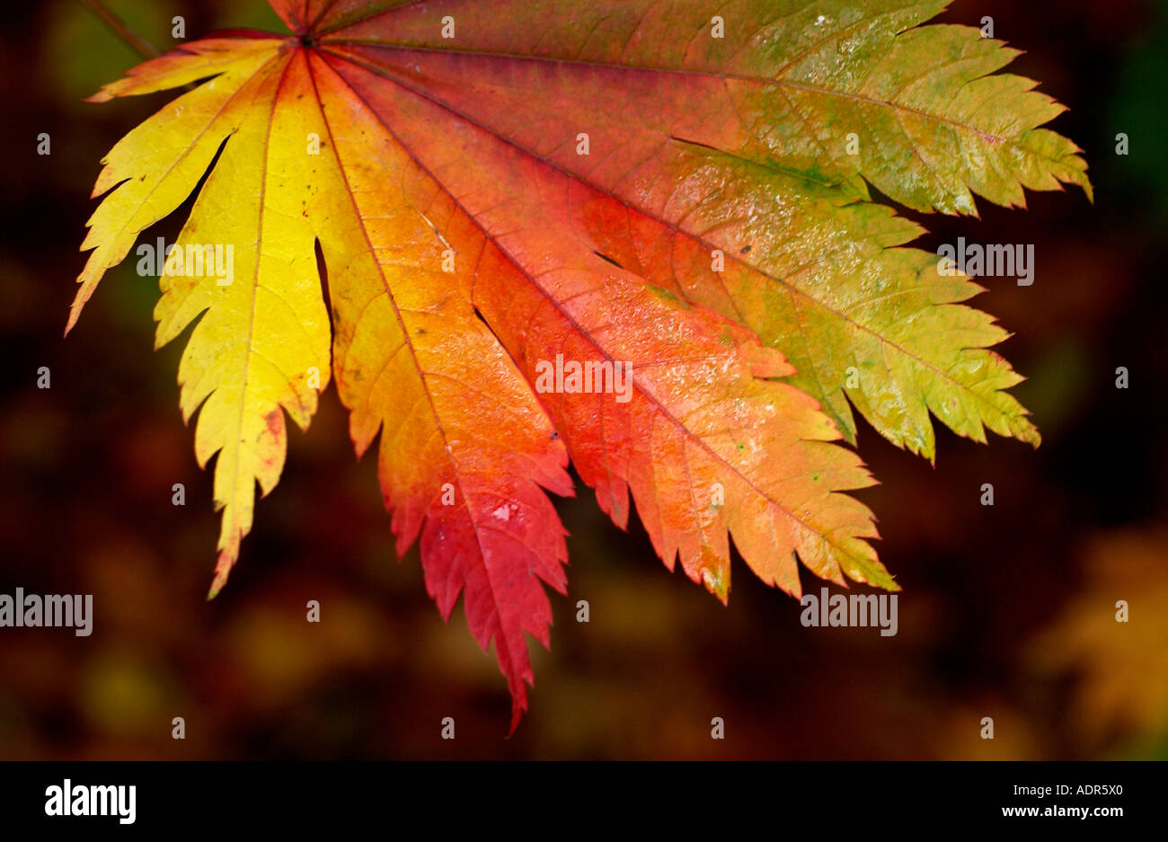 Ein Herbst Blatt Farbwechsel bei Westonbirt Arboretum Tetbury Gloucestershire Stockfoto