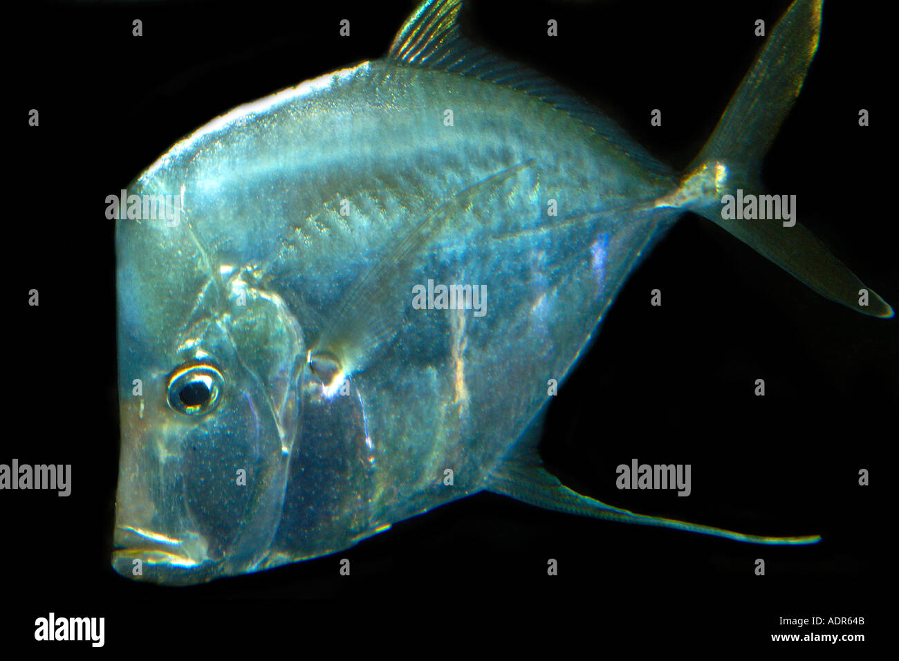 Lookdown Selene Vomer Gamefish gefunden im westlichen Atlantik Foto in Gefangenschaft Stockfoto