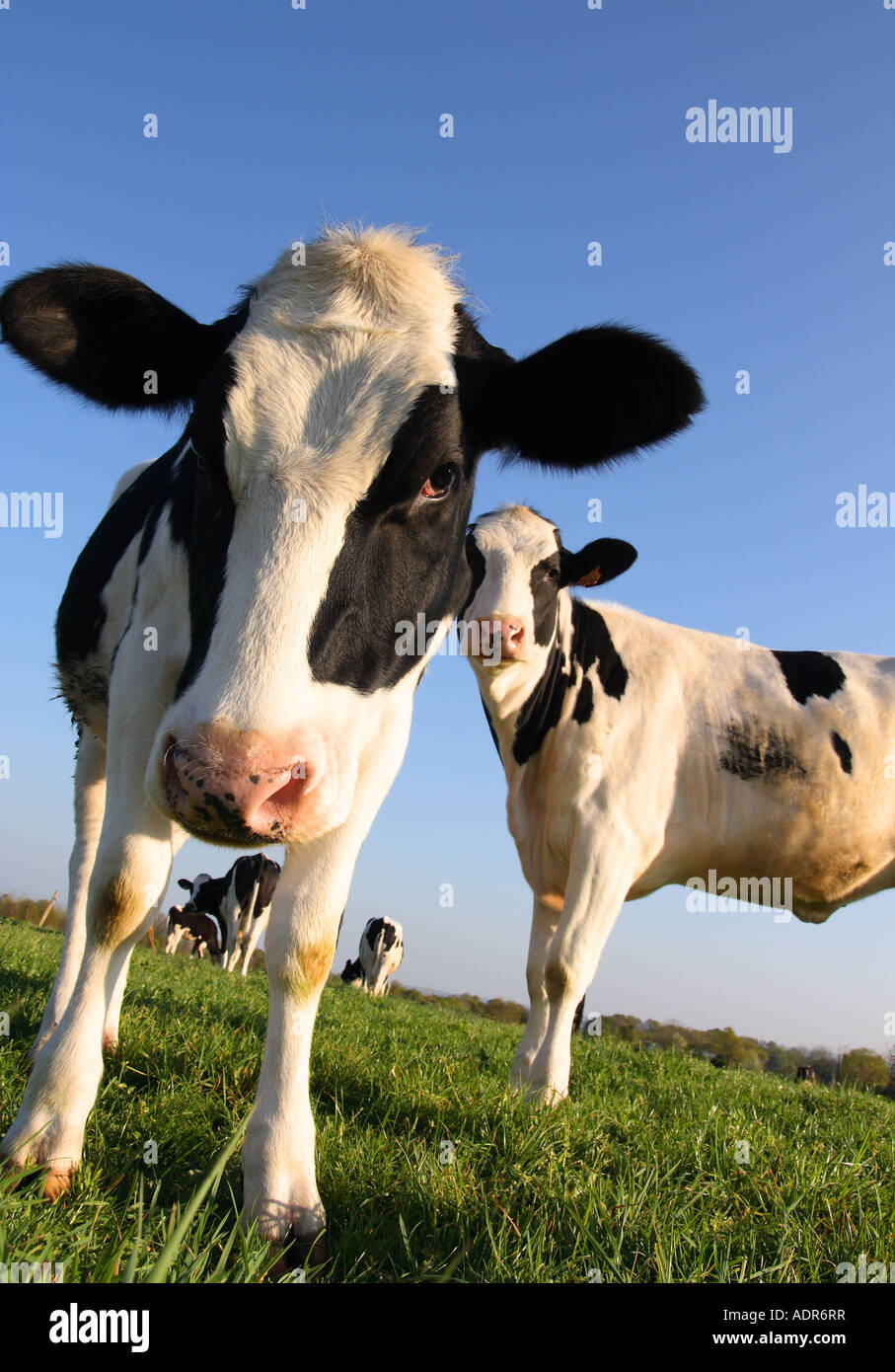 Aufmerksame schwarz-weiß Kühe in einem Feld im Frühjahr Stockfoto