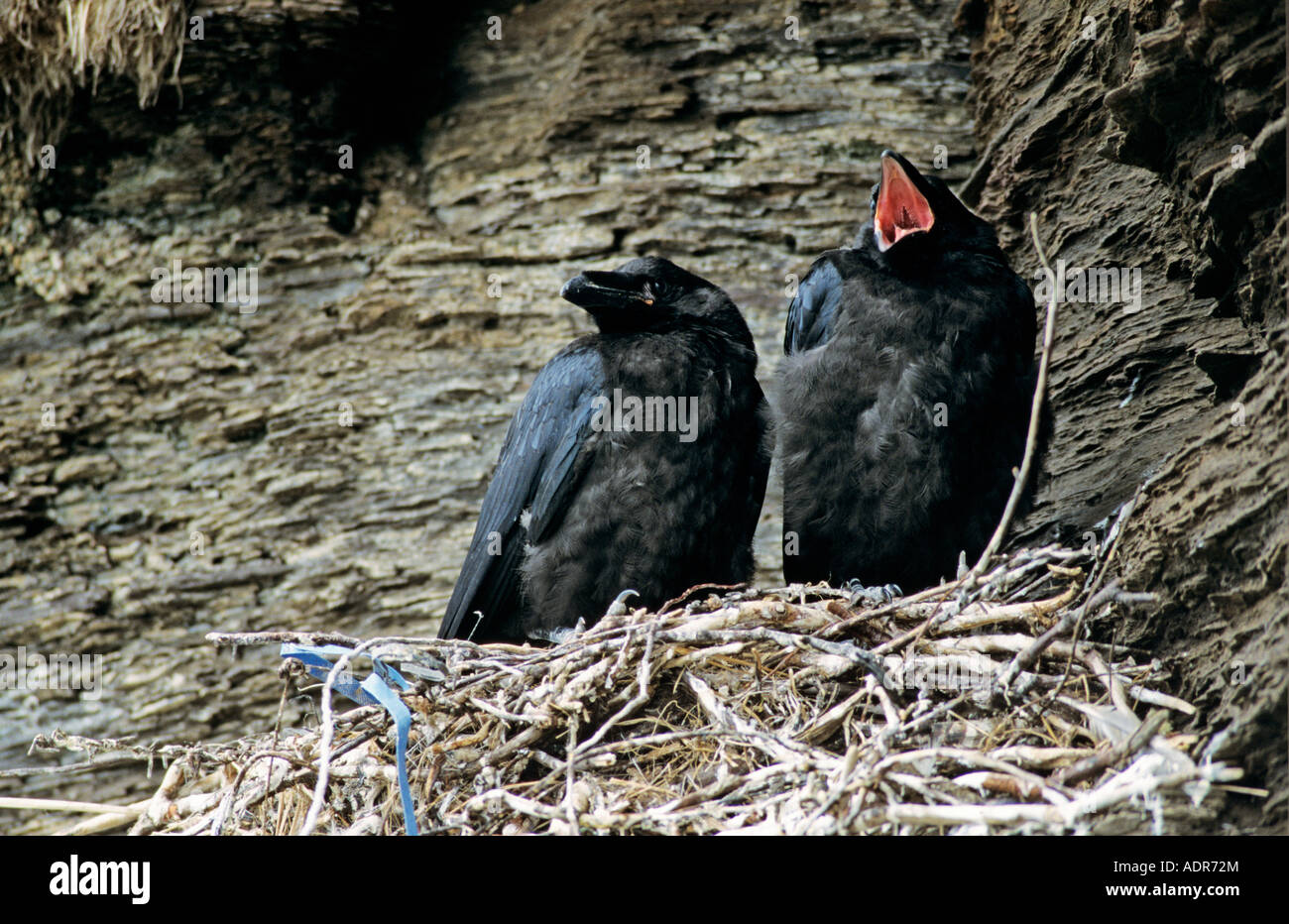 Gemeinsame Raven-Corvus Corax junge im nest Ekkeroy Norwegen Juni 2001 Stockfoto