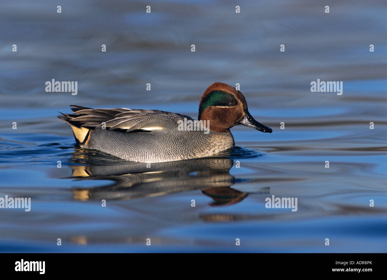 Teal Color Stockfotos & Teal Color Bilder Alamy