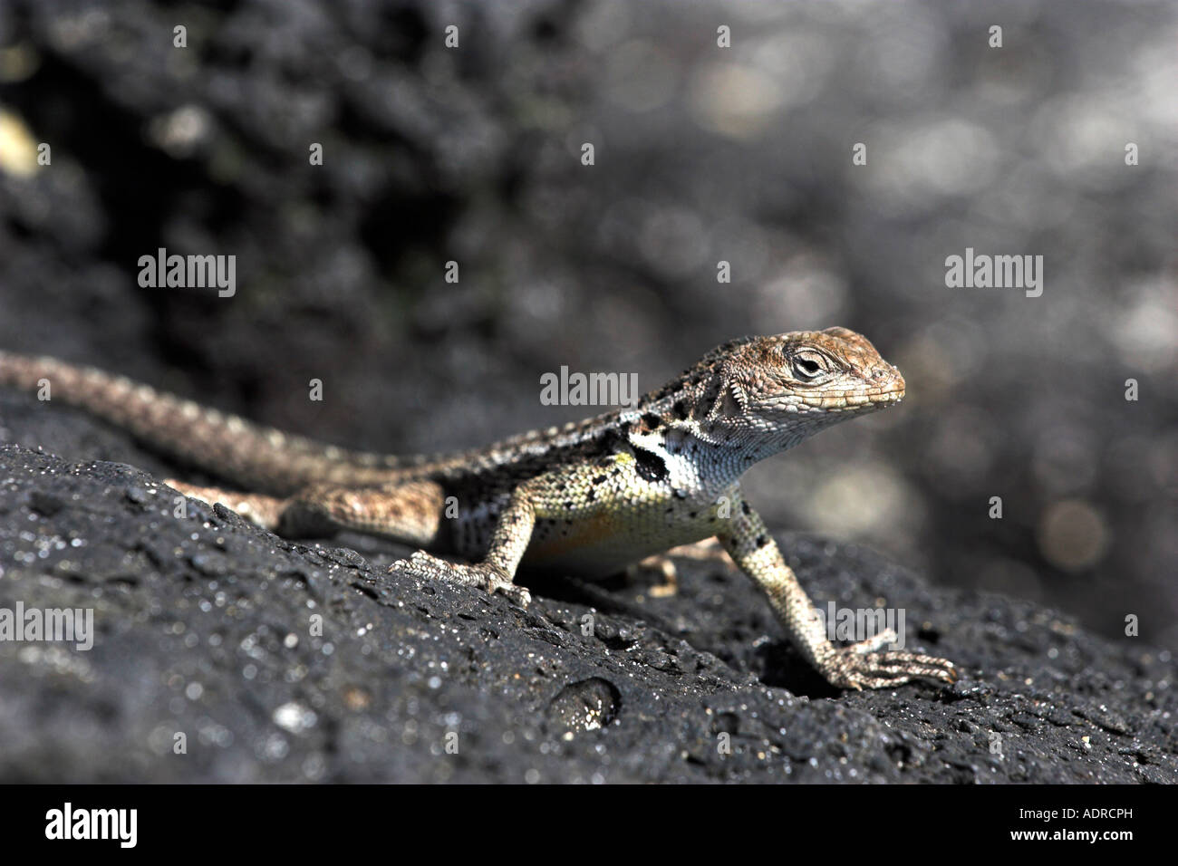 Floreana [Lava Eidechse] [Microlophus Grayii], kleine Männchen Sonnenbaden auf Vulkangestein, [Insel Floreana], [Galapagos Inseln] Stockfoto