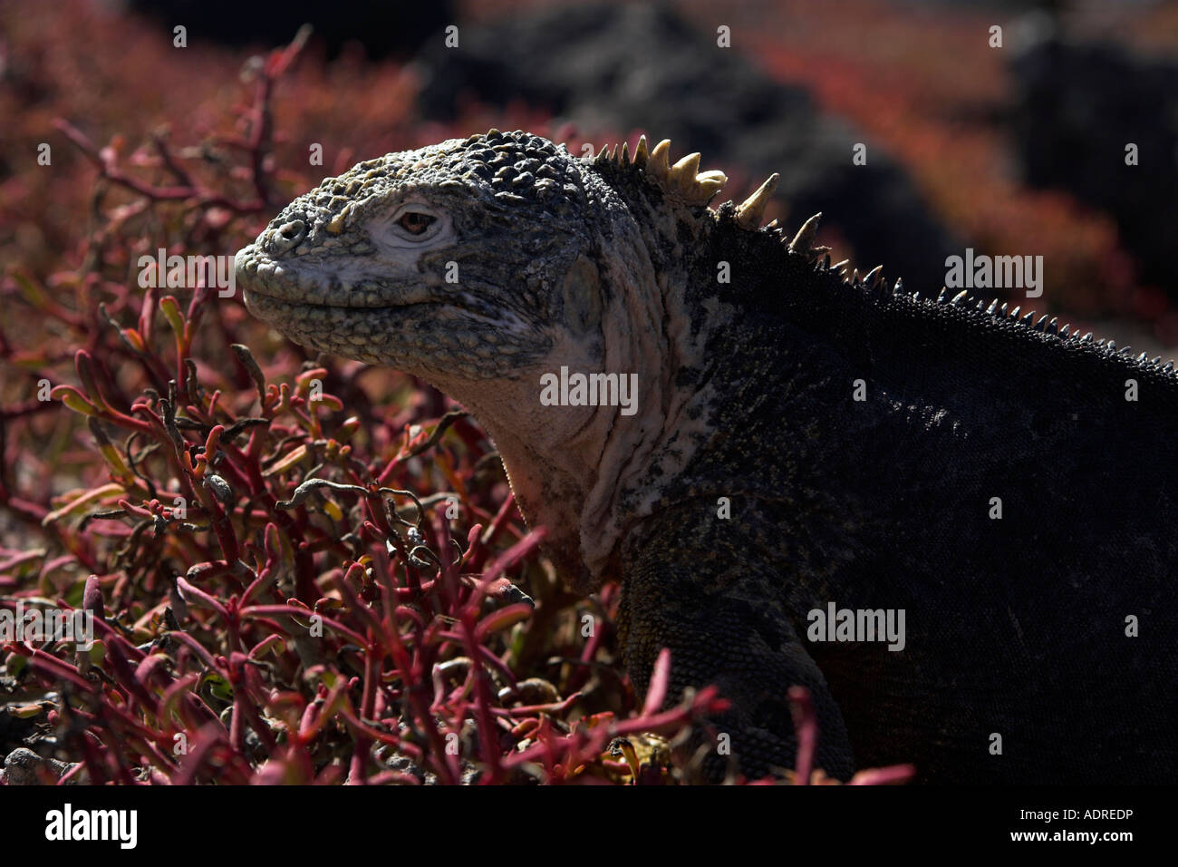 [Galapagos Land Iguana] [Conolophus Subcristatus] "close up" und [Galapagos Teppich Unkraut] [Sesuvium Edmonstonei], "South Plaza" Stockfoto