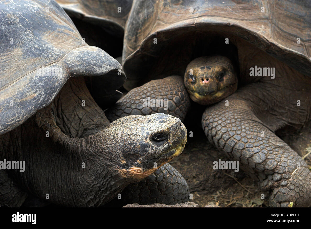 Galapagos [Riesenschildkröten] [Chelonoidis Nigra], 'close up', 'Santa Cruz' Insel, [Galapagos-Inseln], Ecuador, "Südamerika" Stockfoto