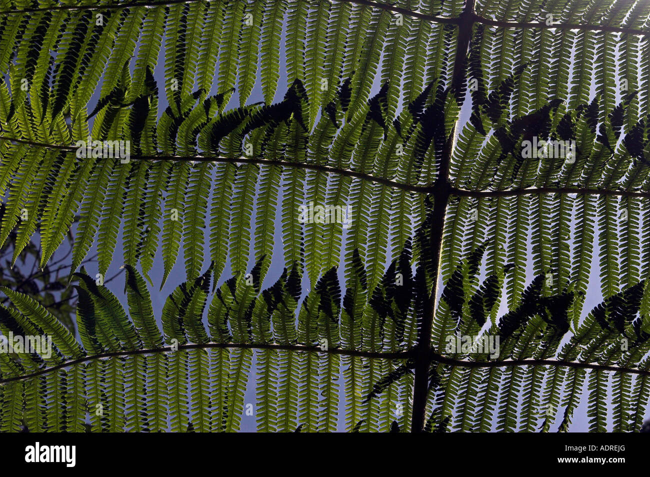 "Baumfarn", tropischen grünen Blättern von unten, "close up" Pflanze Muster, [Bellavista Nebelwald], Ecuador, "Südamerika" Stockfoto