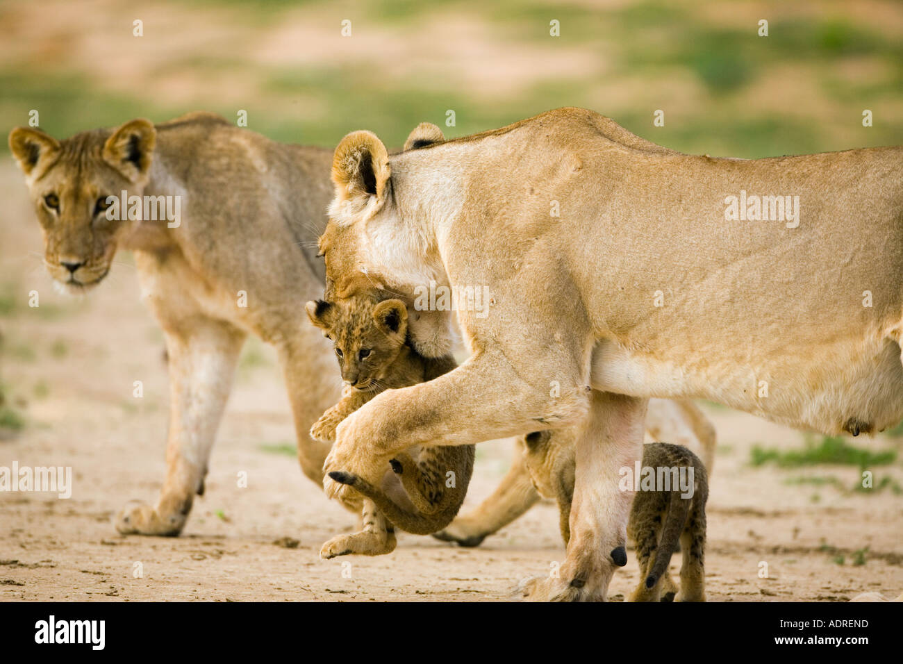 Löwin mit jungen cub Stockfoto