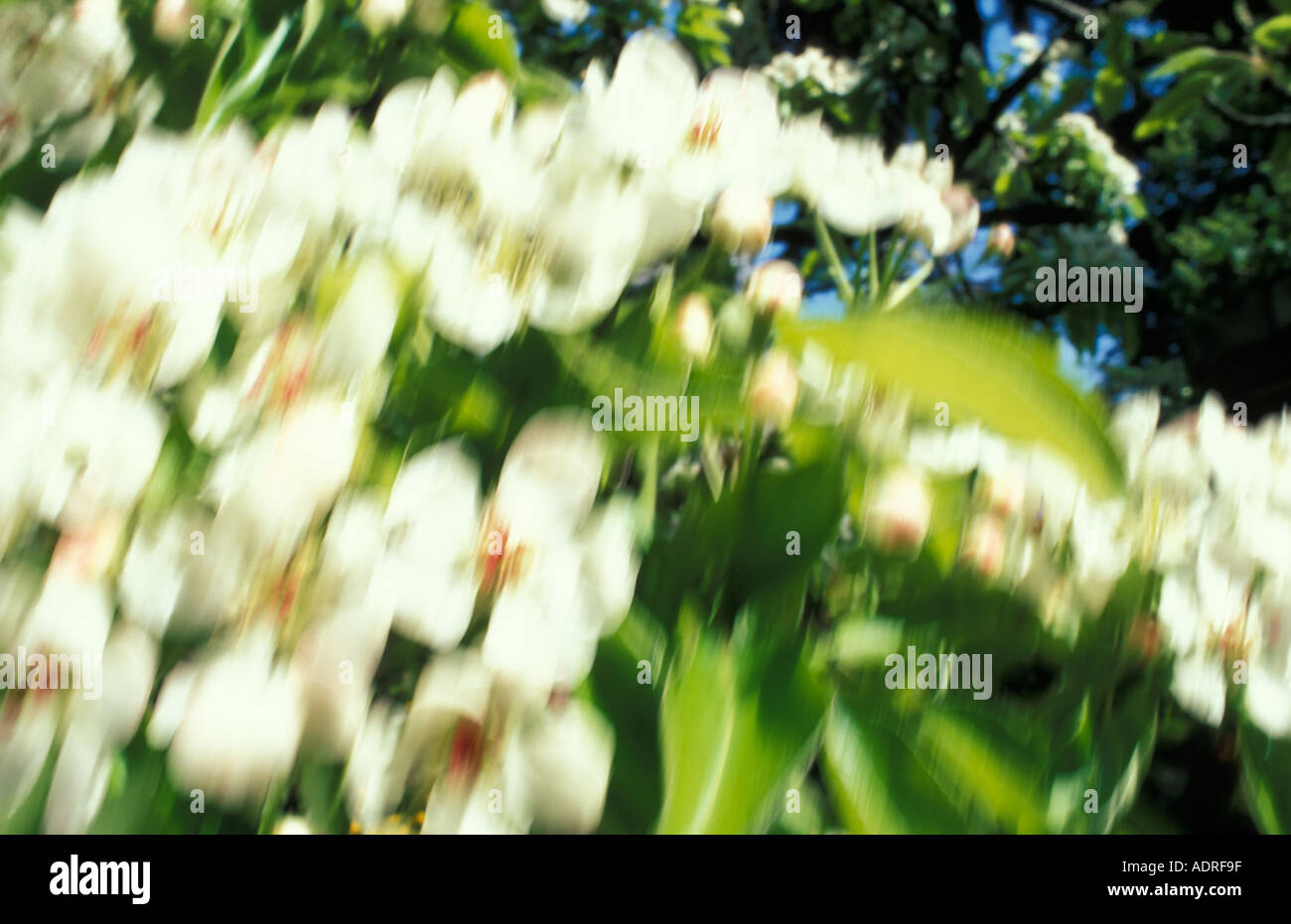 Blühender Birnbaum (Pyrus Communis). Verschwommen Stockfoto